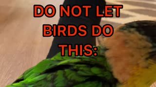 WARNING: MAKE SURE YOUR BIRD DOESN'T DO THIS