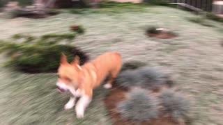 Barking Corgi