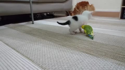 Chaton vs inséparable - Kitten vs lovebirds cennet papağanı vs kedi