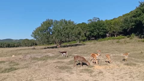 Trophy Black Buck Antelope