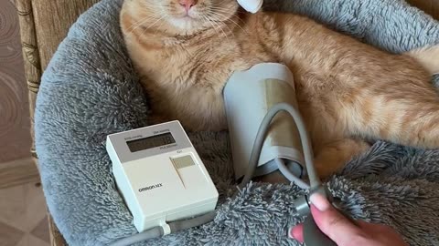 The cat is sick. The cat measures its blood pressure,Enttertainment videos,funny cats