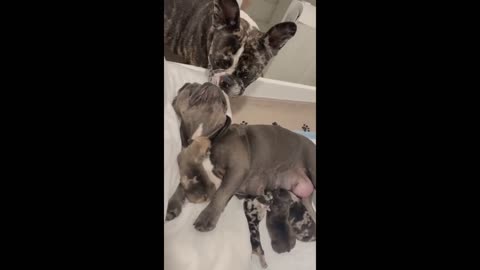 Frenchie meets his newborn puppies for the first time