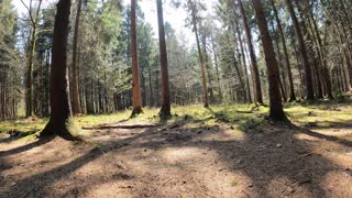 Time lapse in a pine woodland