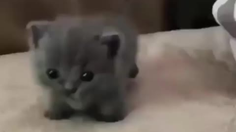 Little cat walking in the middle