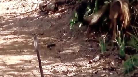 Mongoose Vs. Cobra - Big Battle In The Desert - Video African Animals