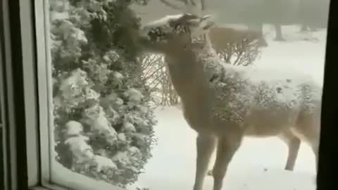 free range rescue deer eats home deer meal