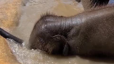 Funny baby elephant playing in the pool