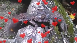 Gecko is spotted on top of the female, love is in the air [Nature & Animals]