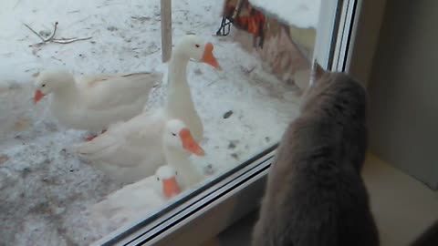 Cute Cat Plays with Geese Through Window