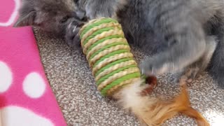 Kitten falls backwards playing with her toy!