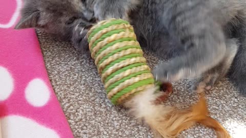 Kitten falls backwards playing with her toy!