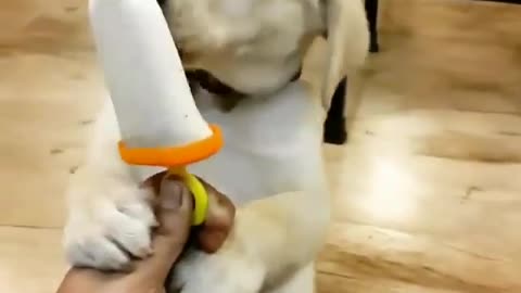 Dog licks Popsicle stick during summer