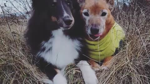 Brown dog green scarf licks black dog in hay field