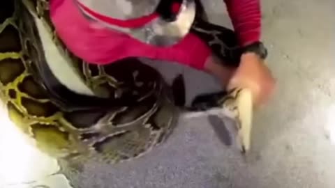 Longest-Ever Documented Burmese Python Captured In South Florida