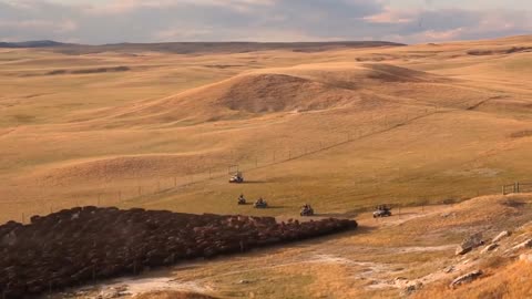 Awesome bison herd swarming around pasture