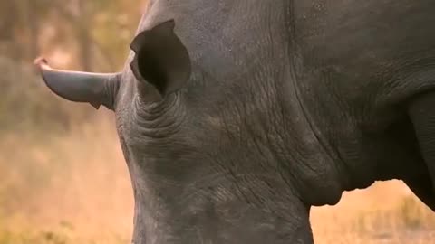 Rhino drinking water