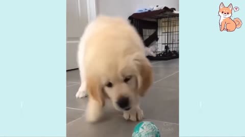 Funny Dogs Videos - Baby Dogs