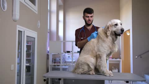 Young male vet holding syringe with needle and making vaccine injection to dog's scruff of neck
