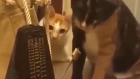 Look At His Reaction ! Funny Cat Reaction