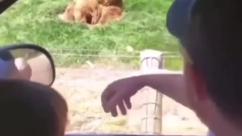 A bear waves hi and catches the food like a pro!