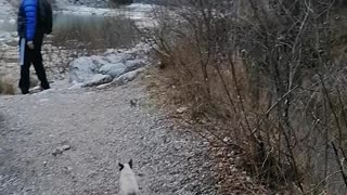this cat tries to cross the river with his parents