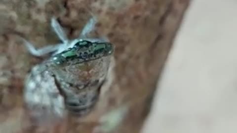 Cicada Natural Sound | රැහැයියා | Reheiya Natural Sound | #Cicada #Reheiya #insects world
