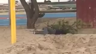 Kid on playground tries to swing from a branch but it breaks and he falls on his back