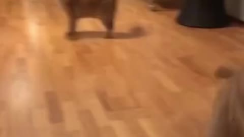 Little baby cat and Dog puppy playing