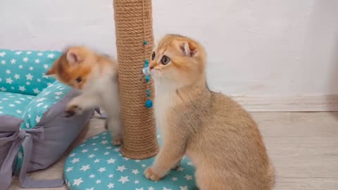 Scottish fold and Scottish straight. Kittens