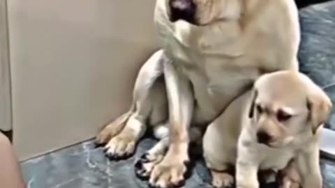 Mother dog stands up to protect her little one! 🐶😍❤️