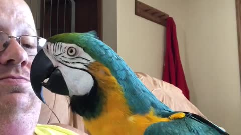 Charley the blue and gold macaw asks for a kiss