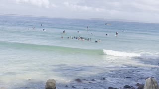 Good Samaritans Save Beached Whale Shark