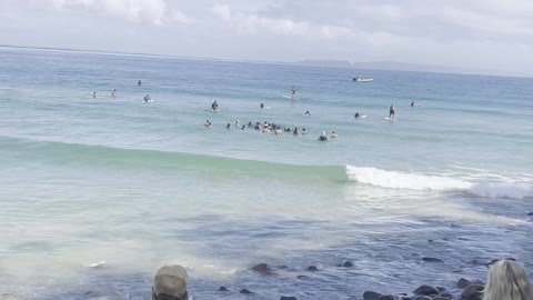 Good Samaritans Save Beached Whale Shark