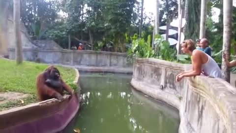 Clever Orangutan Makes a Fair Trade With Human