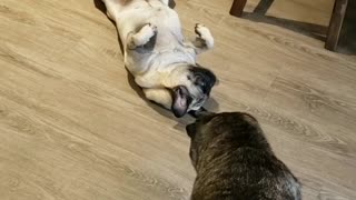 Goofy pug decides to "play dead" for the other dogs