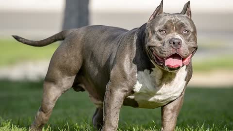 Illegal Dogs - TOP 10 Most Banned Dog Breeds In The World