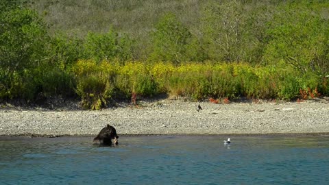 Bear is Dangerous wild animals. Avki Brown eats fish sitting