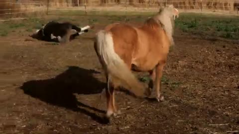 Horse Meets Foal For The First Time