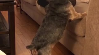 Black and brown dog struggles to jump up into couch