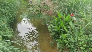 water and bridge