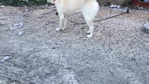 The tail of Jindo Dog in the countryside