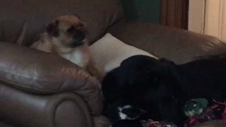 doggies have conversations with each other