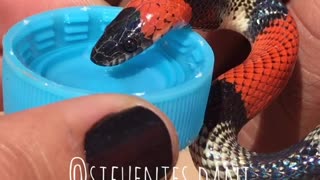 Adorable snake drinks water from bottle cap