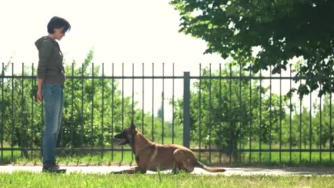 Best Top10 Faithful Guard Dog Breeds to Protect Your House and Family