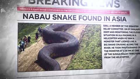 Biggest Snakes Ever Discovered