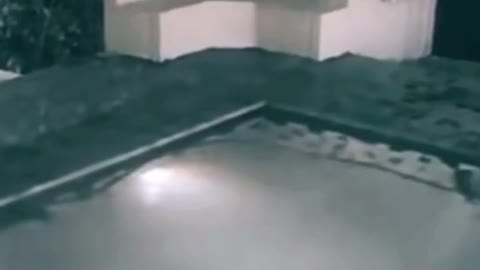 Sorprendente video chica en su piscina atacada por cocodrilo bebe