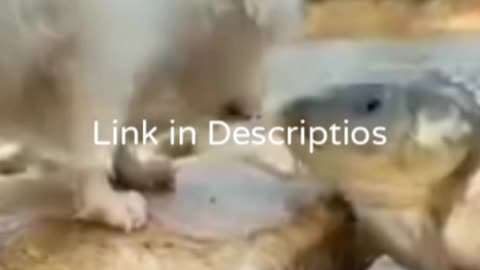 Funny Puppy Videos, Funny Fish