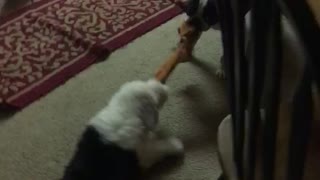 Puppy gets dragged across the floor playing
