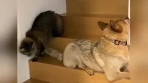 Cat Prank with dog, Very funny video