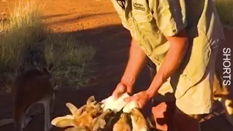 WATCH : Baby Kangaroo Won't Let The Rescuer Leave. ❤️ || My heart just melted here! 🥺❤️